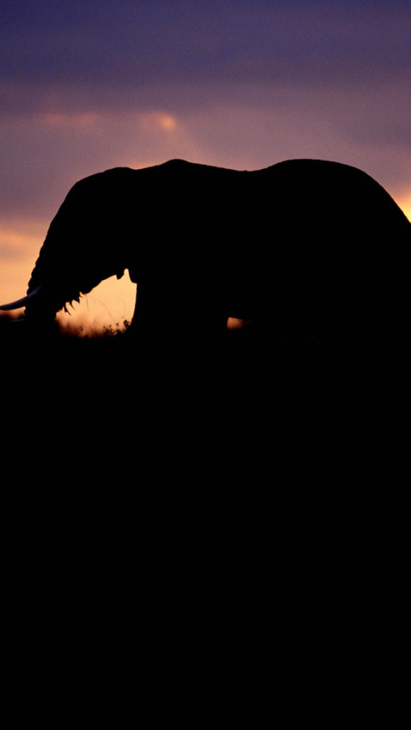 Elephant Silhouetted At Twilight Wallpaper iPhone