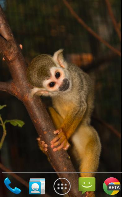 Squirrel Monkey Live Wallpaper Android Apps On Google Play