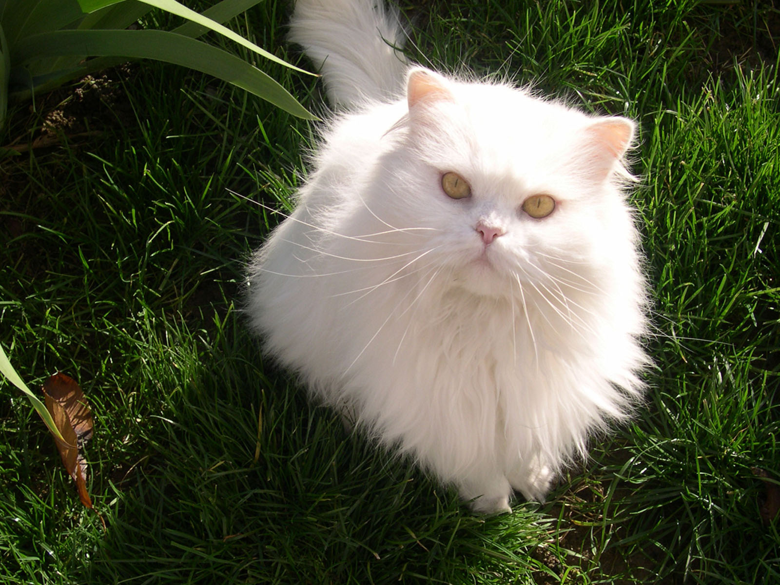 White Cat Hd Wallpapers 2012