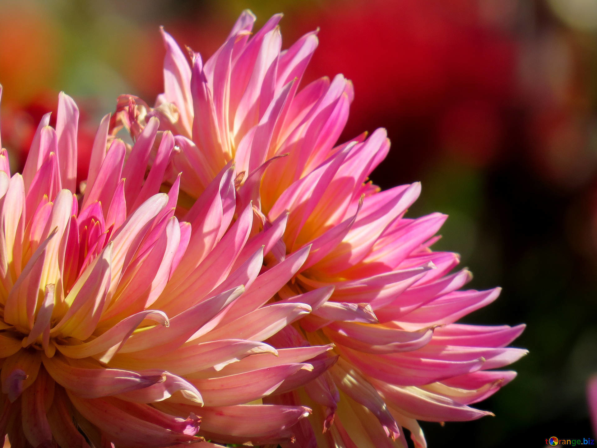 Dahlia Wallpaper