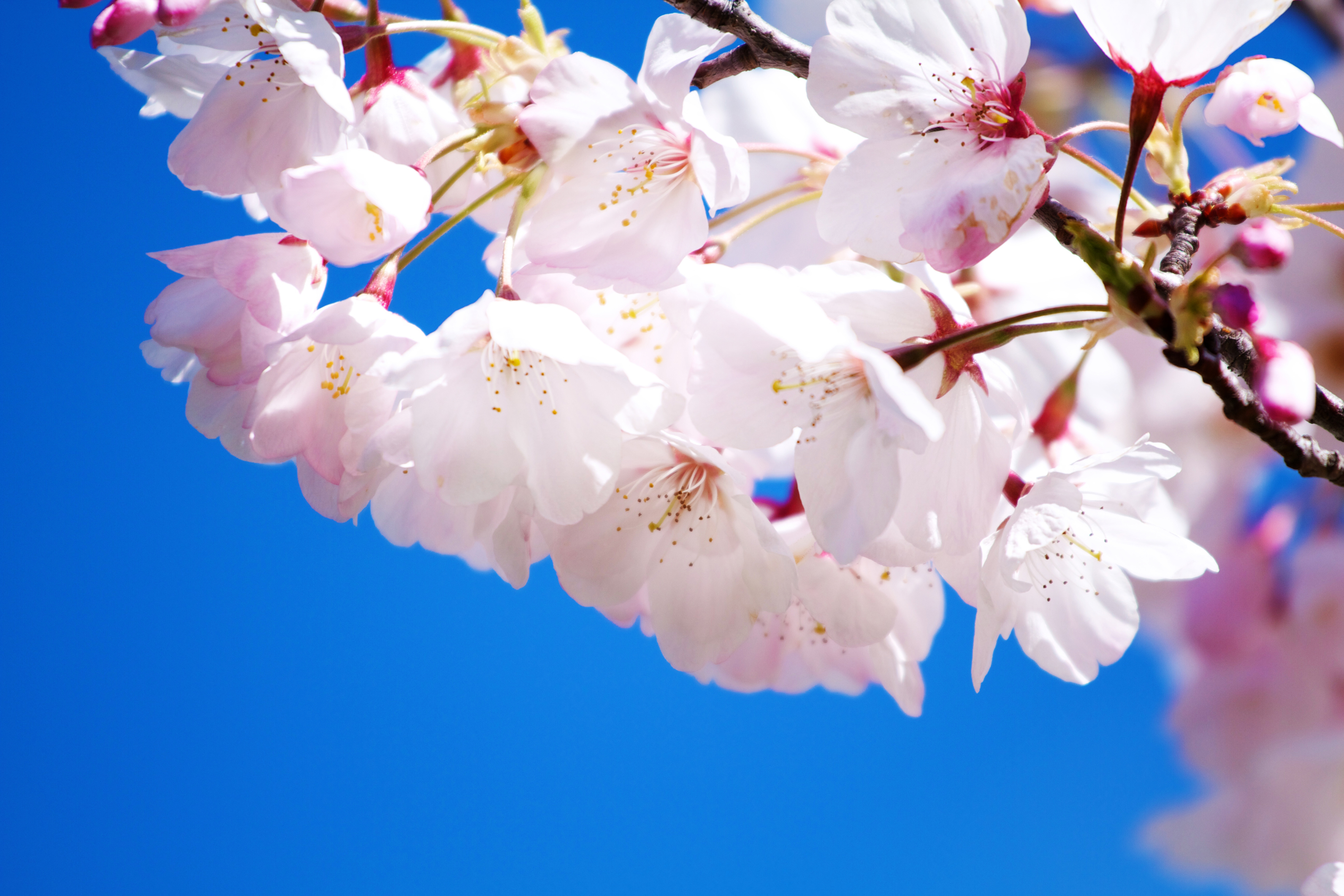 Cherry blossoms against a clear blue sky