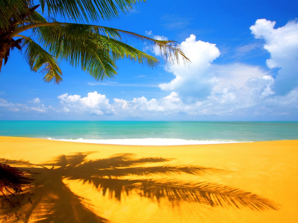 Sunny Palm Tree Beach   HD Wallpapers
