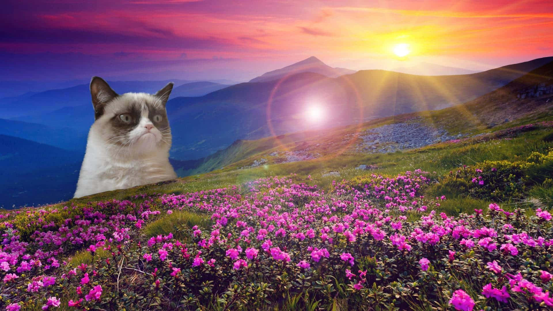 Grumpy Cat Wallpaper