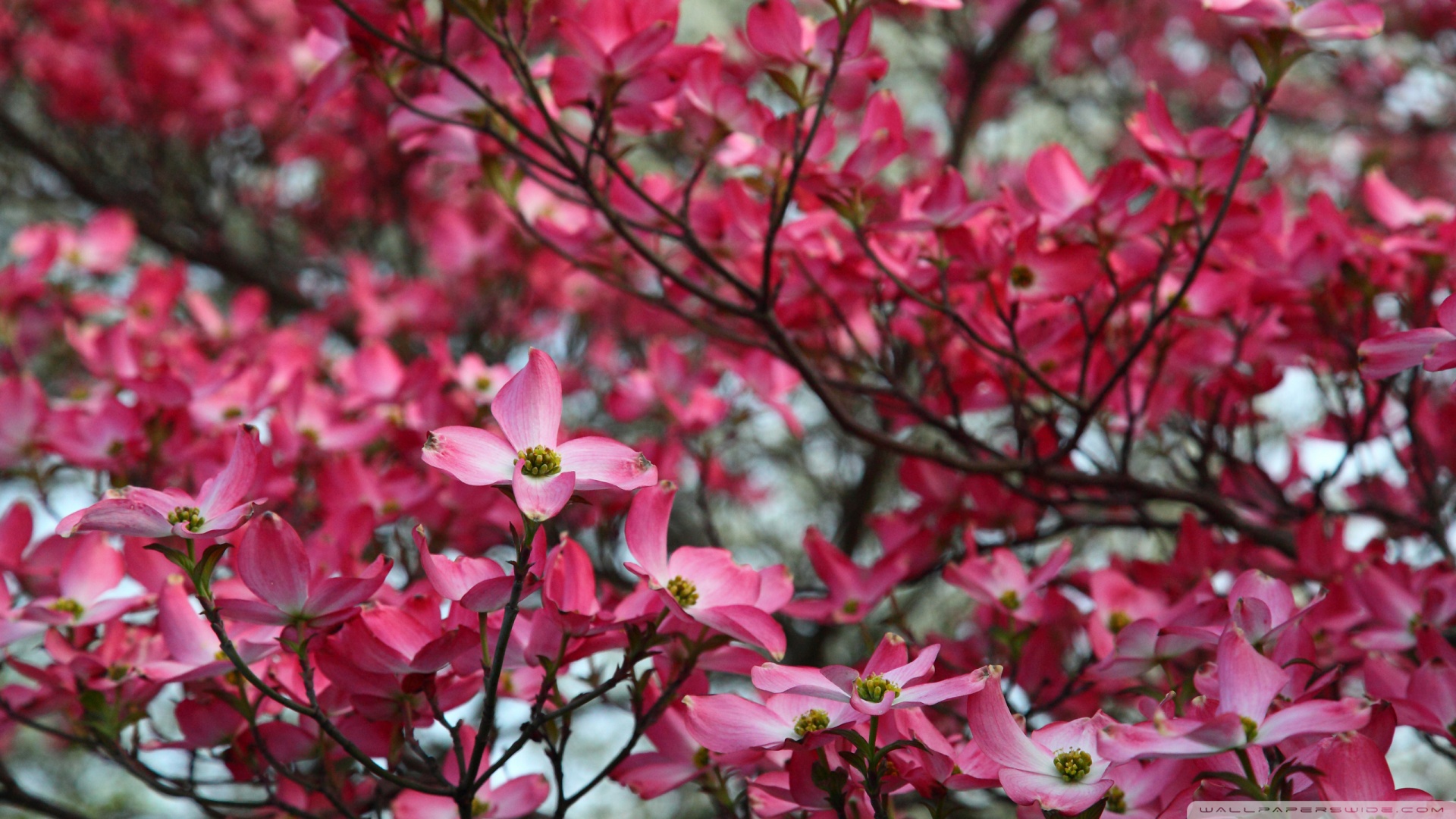Pink Dogwood Tree Spring Bloom Wallpaper