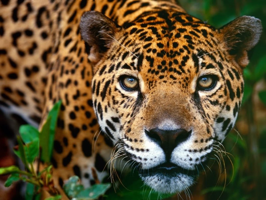 Animal Wallpaper Jaguar
