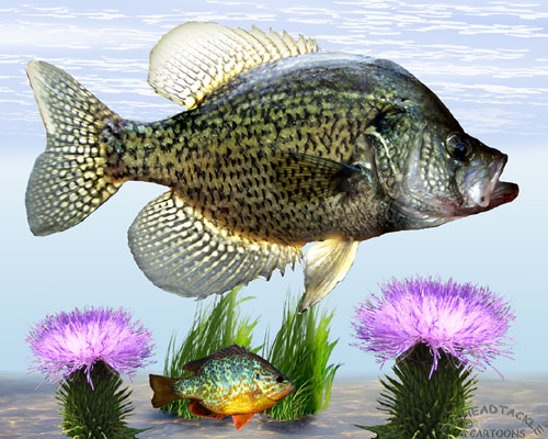 Go Back Gallery For Crappie Wallpaper