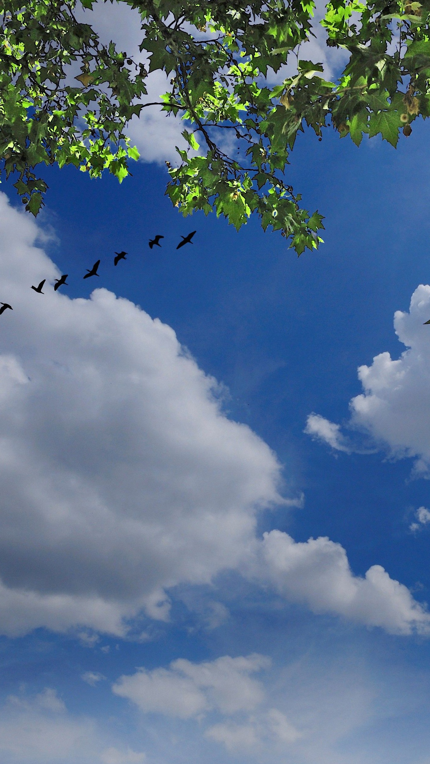 Sky Nature Bird Tree Cloud Wallpaper For Htc One M9
