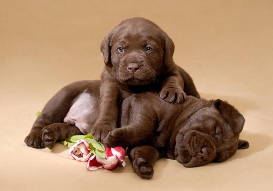 Chocolate Labrador Puppies by MMR2001 on