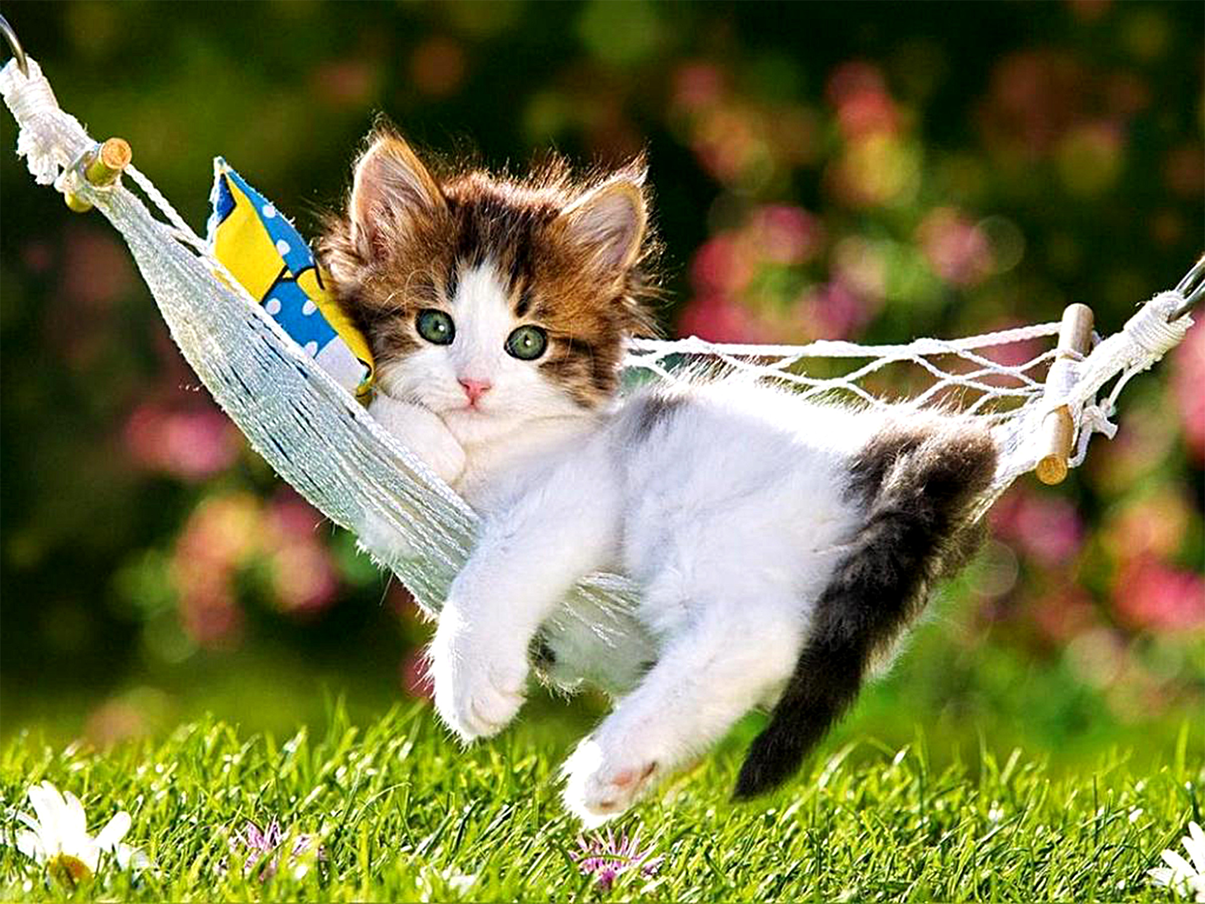 Cute Kitten Background Image