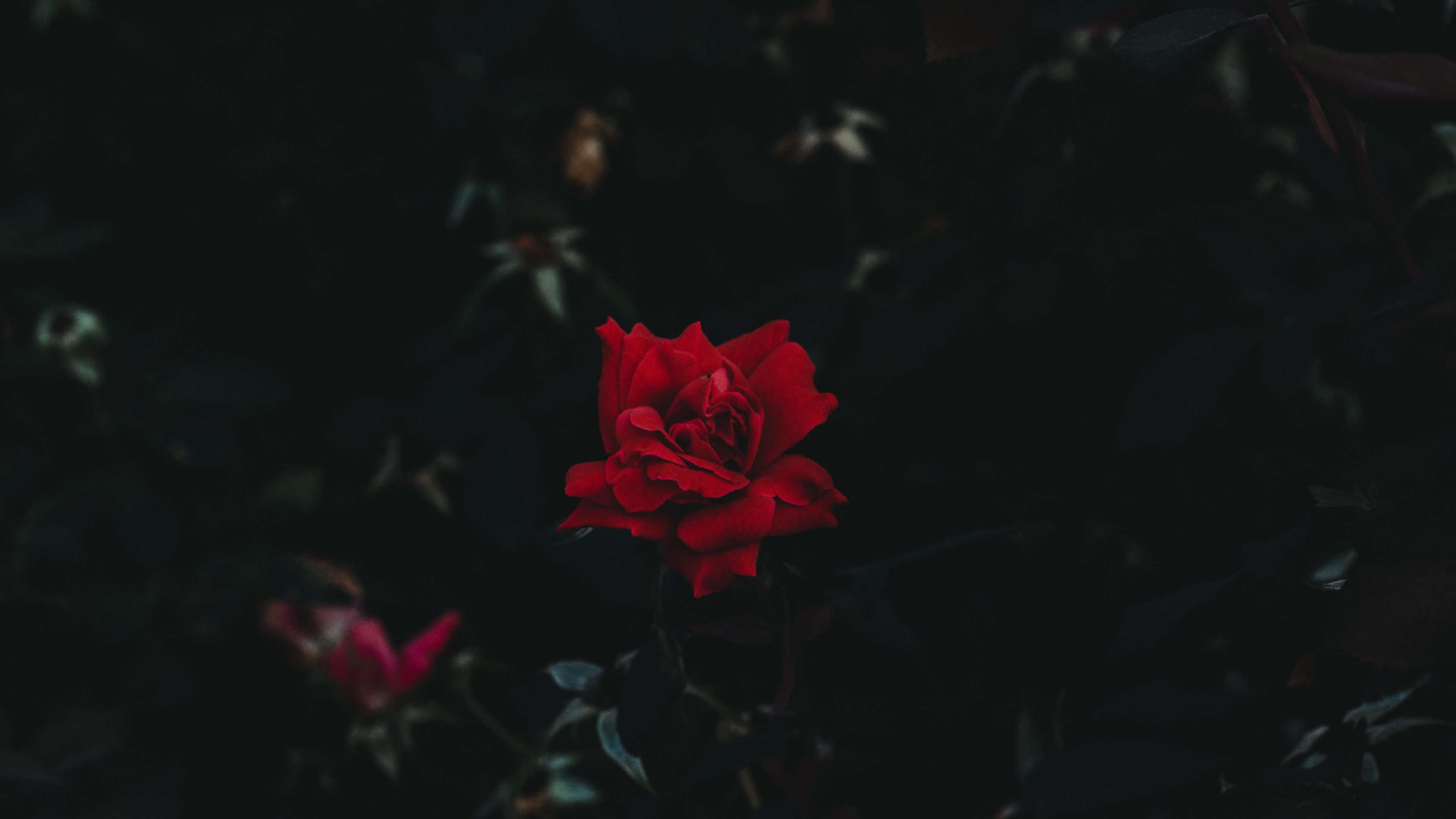 Red And Black Aesthetic Computer Wallpaper