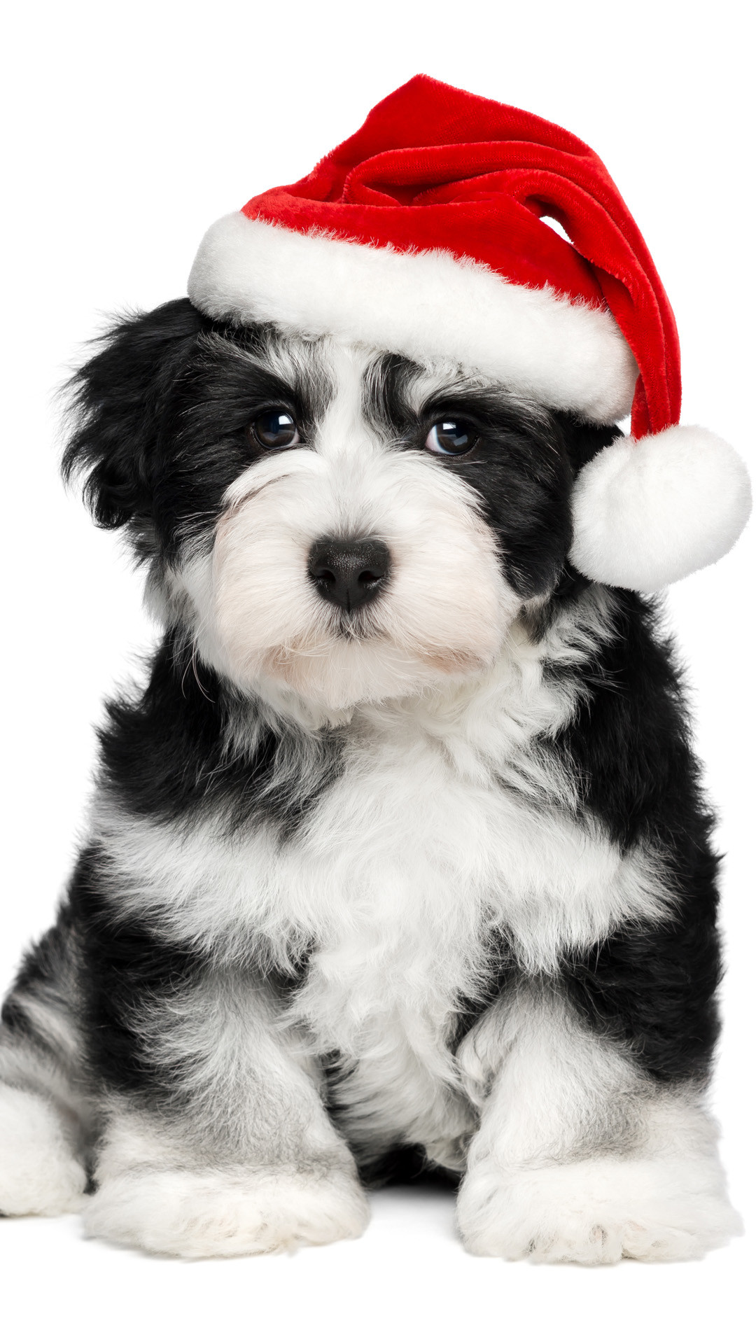 Christmas Puppy Wallpaper Image