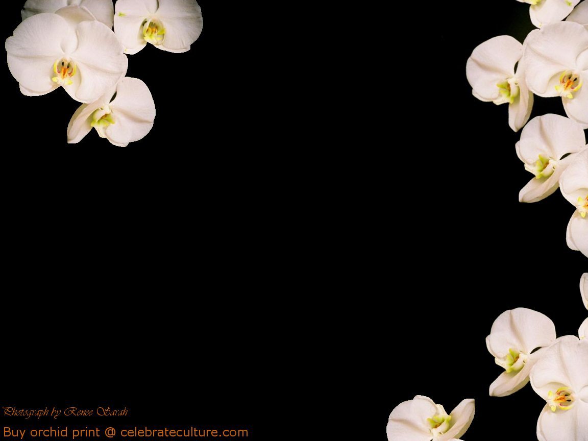 Black Orchids Wallpaper On By Magdala