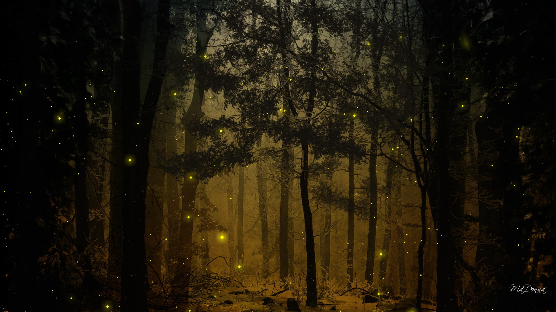 Landscapes Nature Trees Wood Forests Woods Fireflies