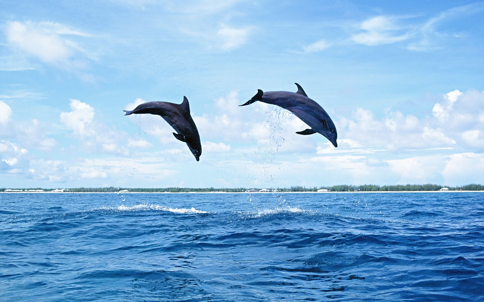 Dolphins Jumping High Out Of The Water HD Animals Wallpaper