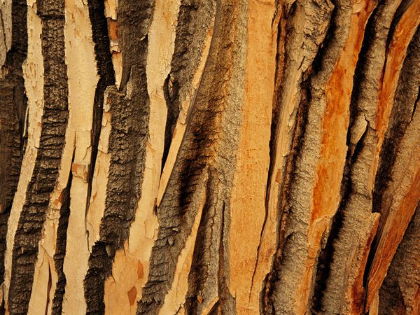 Tree Pattern Photos Trees Wallpaper Gallery    National Geographic