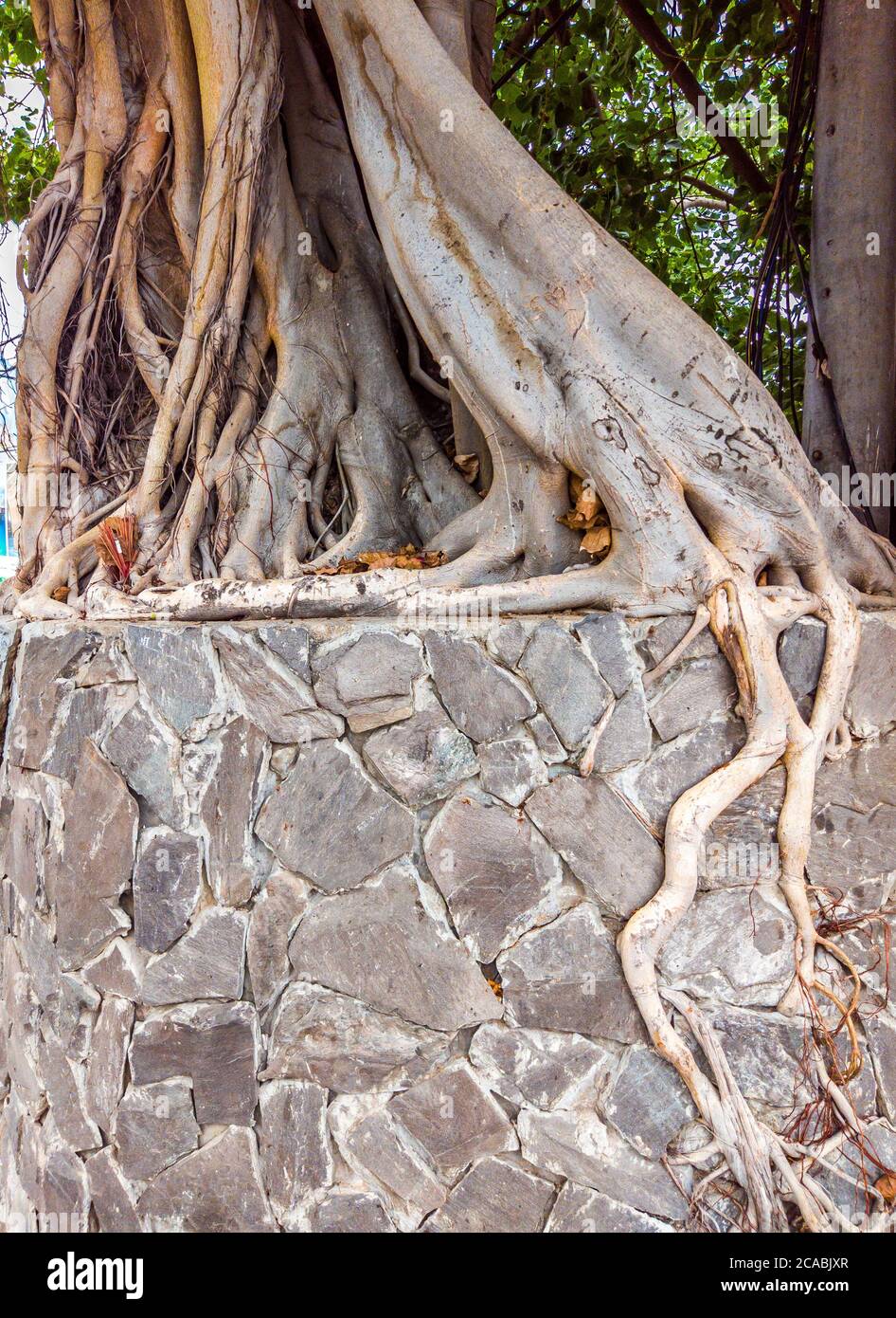 Tree Root Cover Stone Wall Background Postcard Poster Ideal For