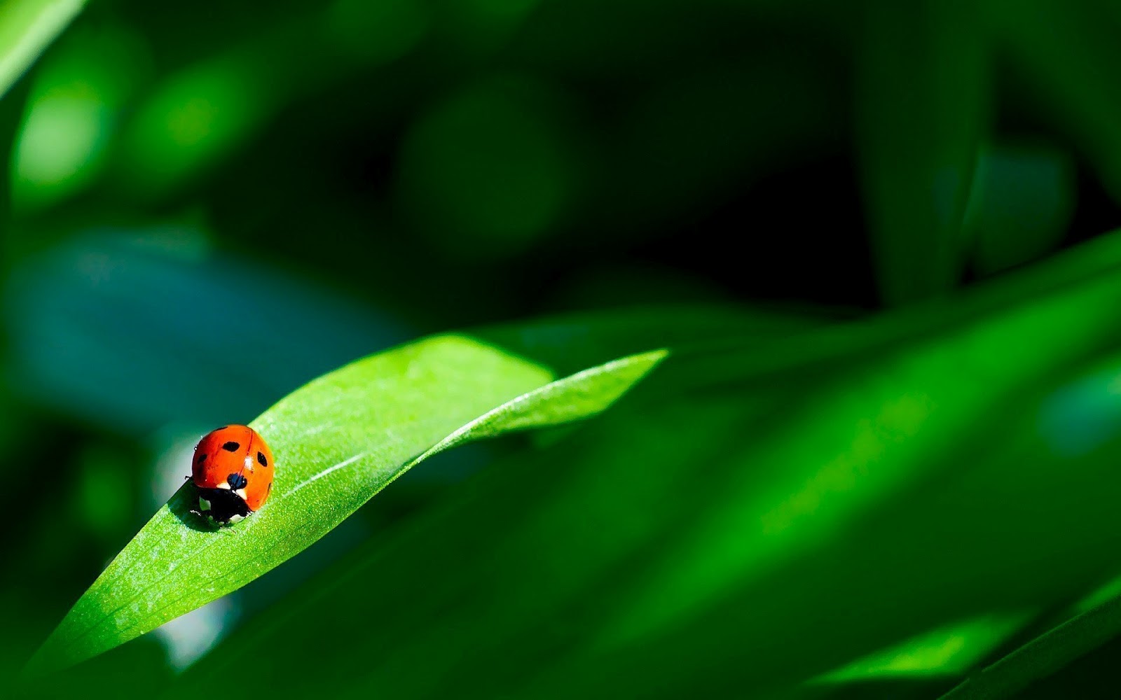 HD Ladybug Wallpaper With A Walking On Green Leaf Ladybugs