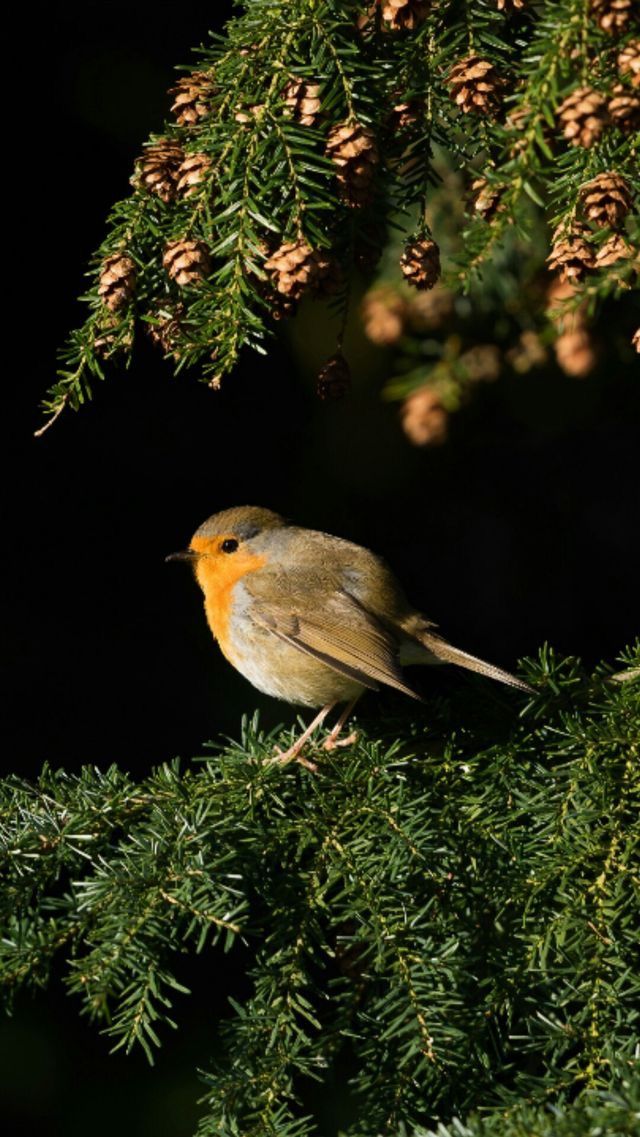 Animals Wallpaper iPhone