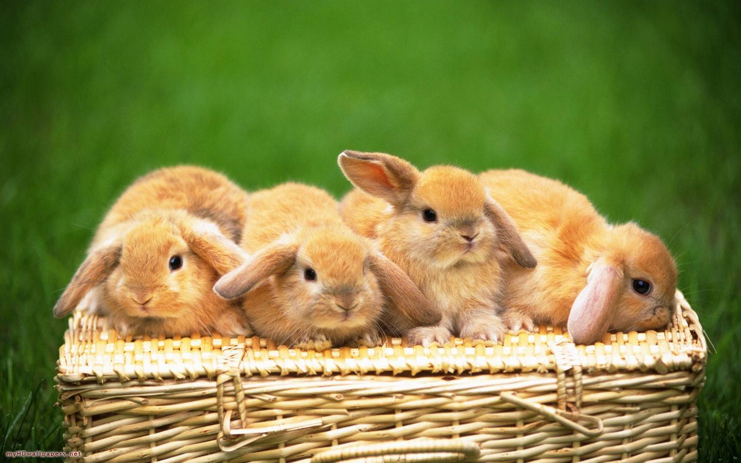 Four Cute Rabbits Bunnies Wallpaper