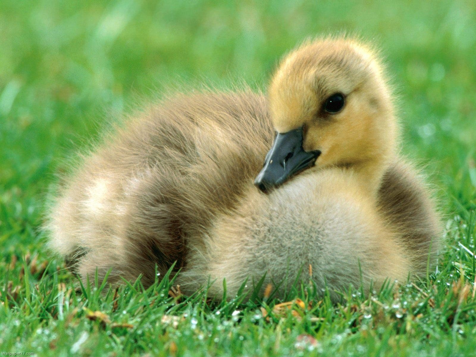 Baby Duck 1600x1200 pixels Wallpapers tagged Birds Funny Animals