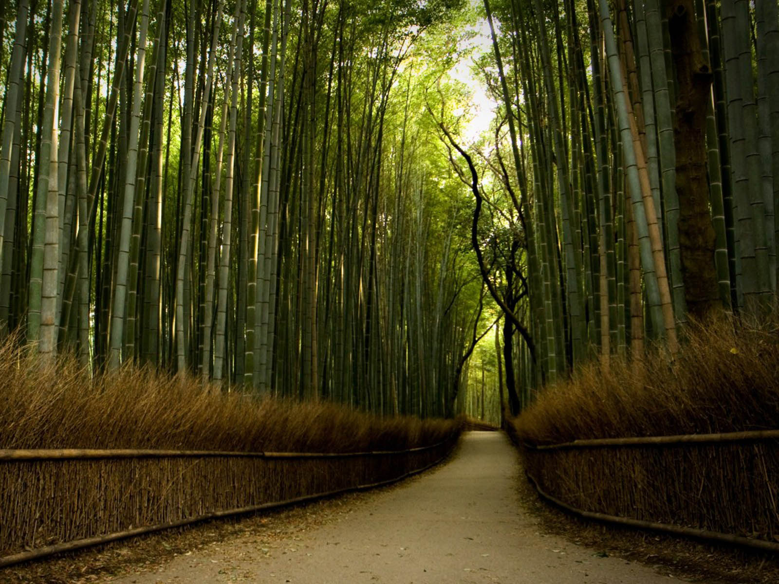 Wallpaper Bamboo Forest