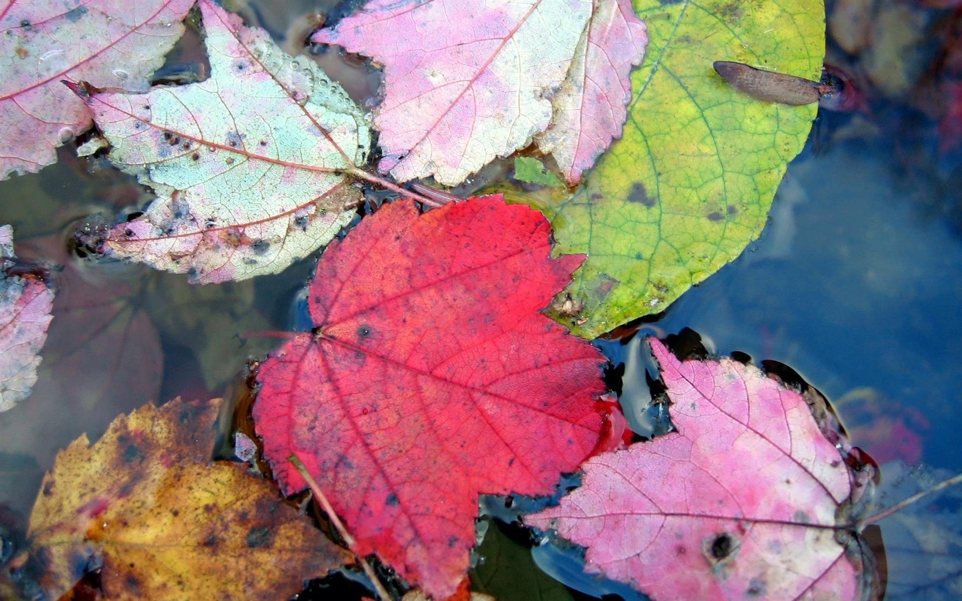 Autumn Floating Leaves Background Desktop Wallpaper HD