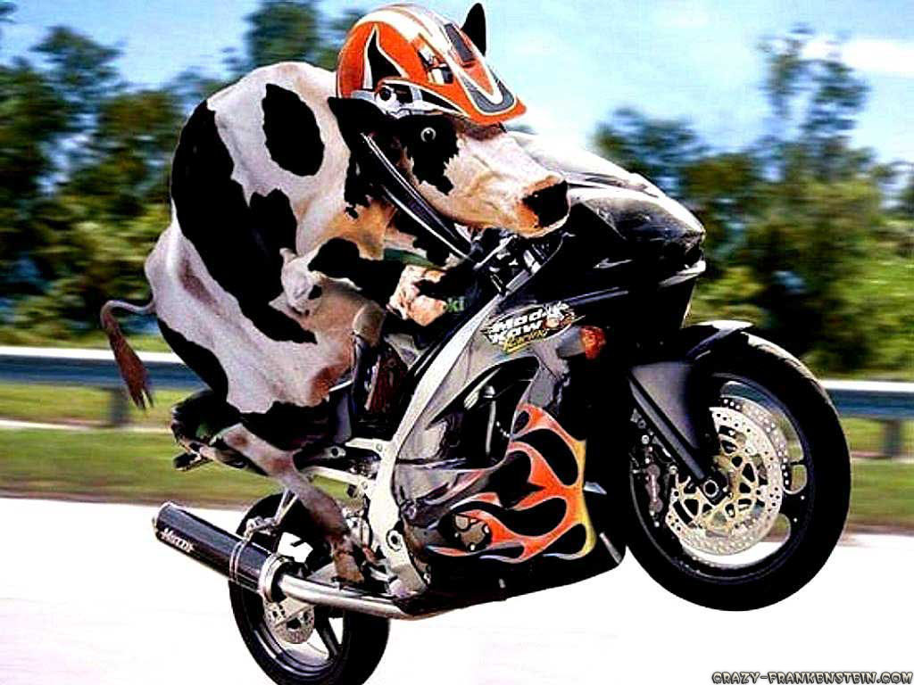 Vrry Funny Cow Pictures Animals