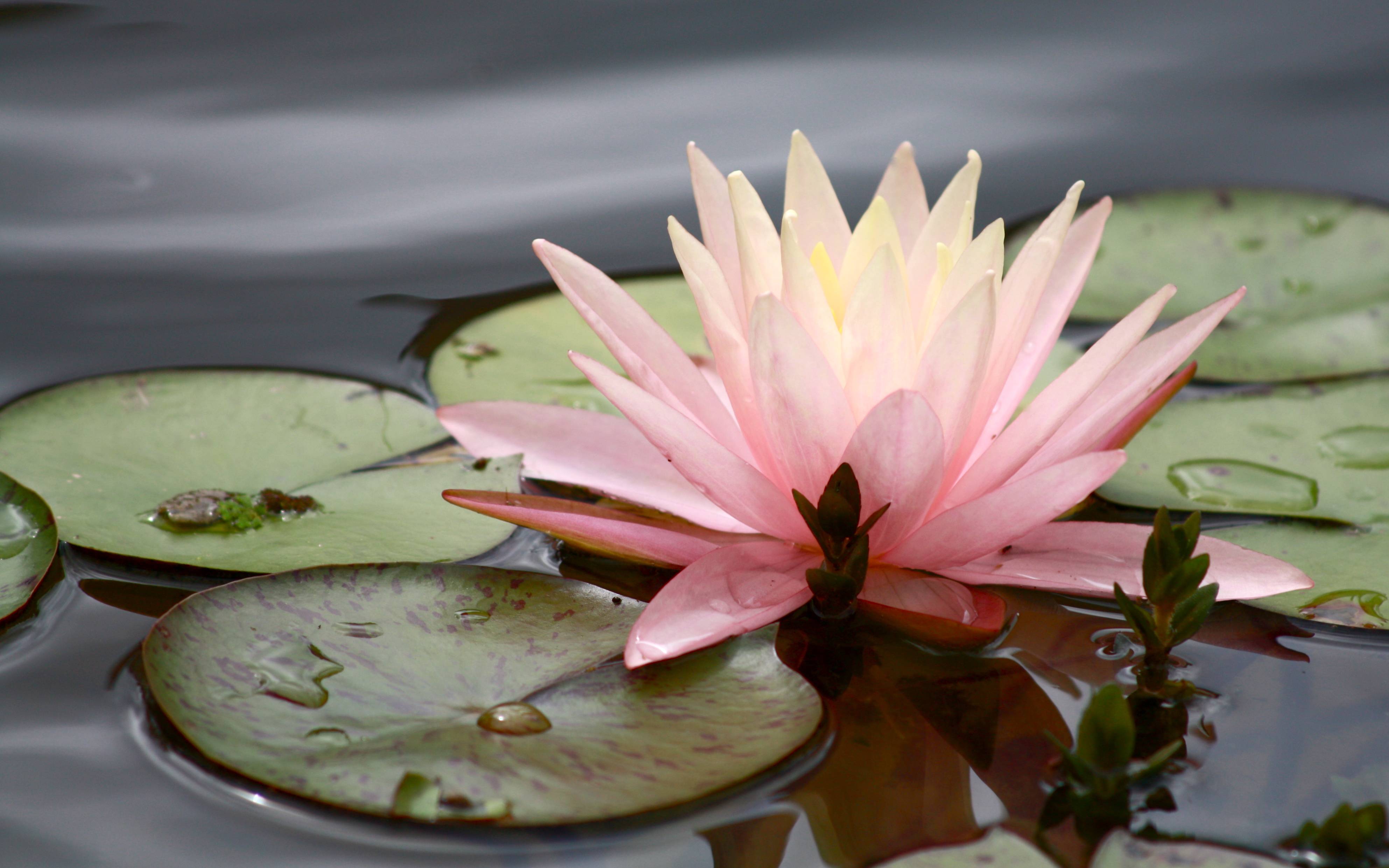 Water Lily Wallpaper