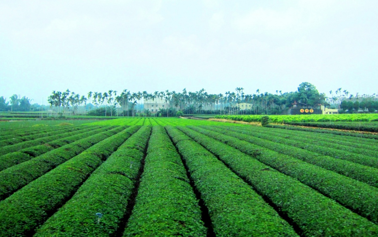 Tea Plantation Wallpaper And Background Image