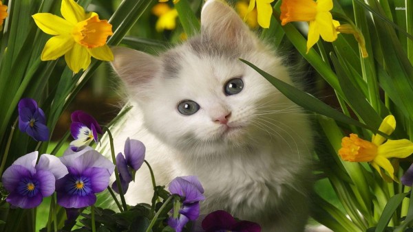 Home Animal Cat Kitten In The Spring Flowers