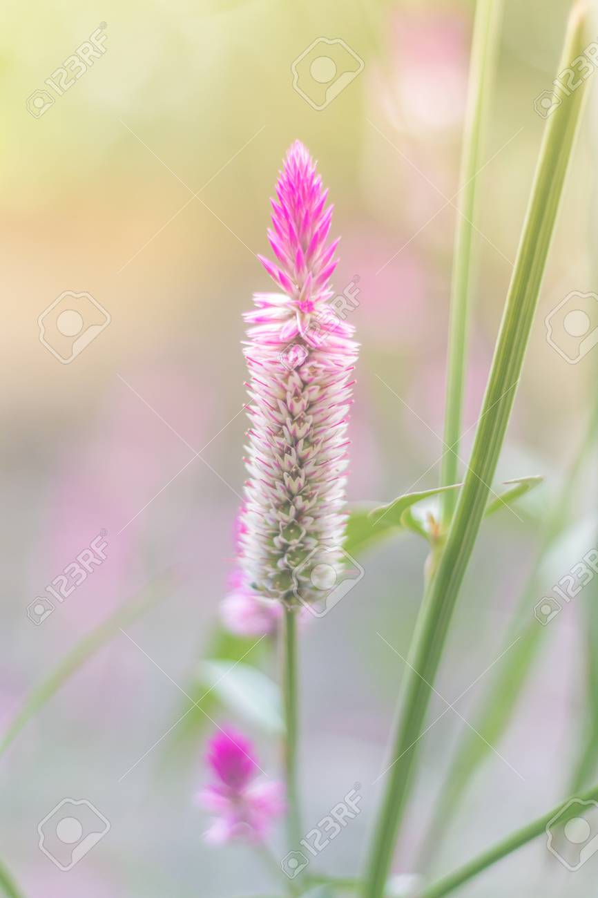 Celosia Argentea Purple And White Flower Beautiful Pink