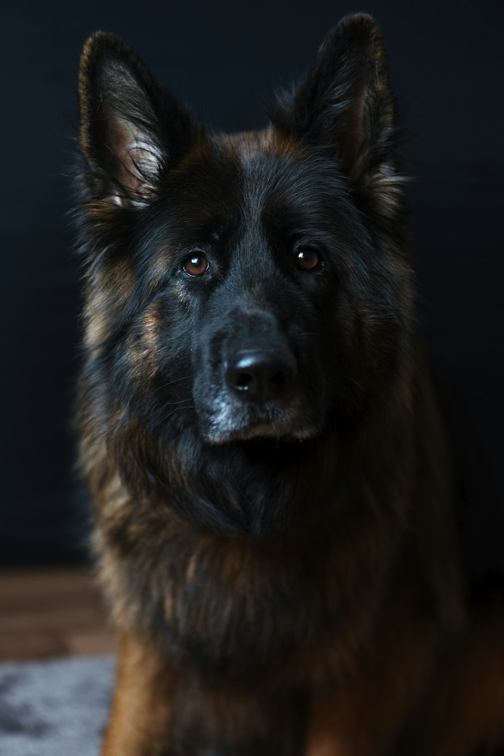 Big Dog Wallpaper