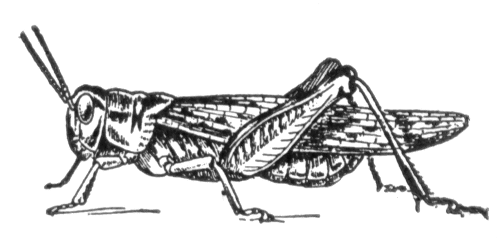 Black Locust Clipart Wallpaper