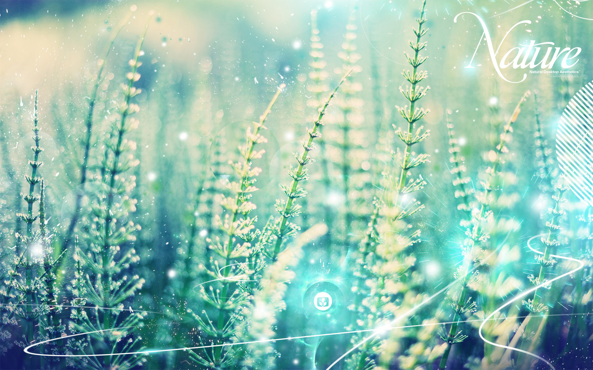 Aesthetic close-up of dewy green plants in a soft, dreamy light, perfect for a laptop wallpaper