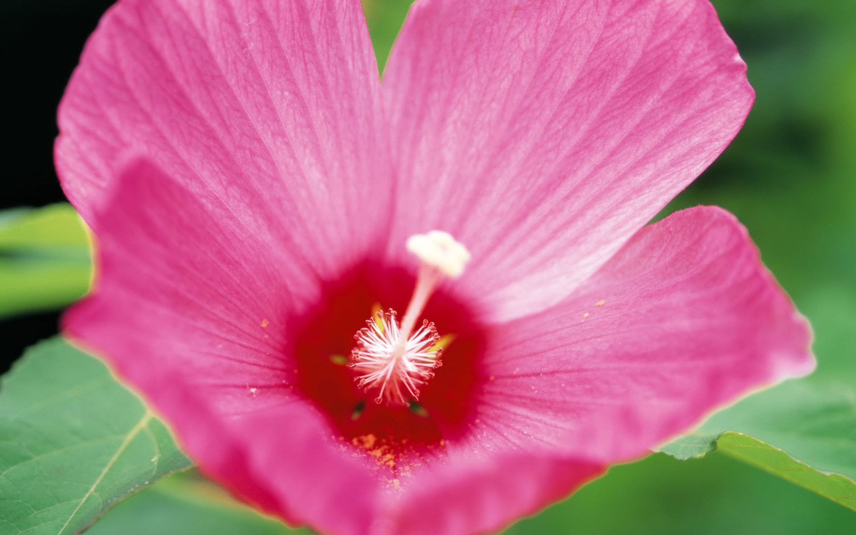 Pink Hibiscus Flowers 1080p HD Wallpaper Source