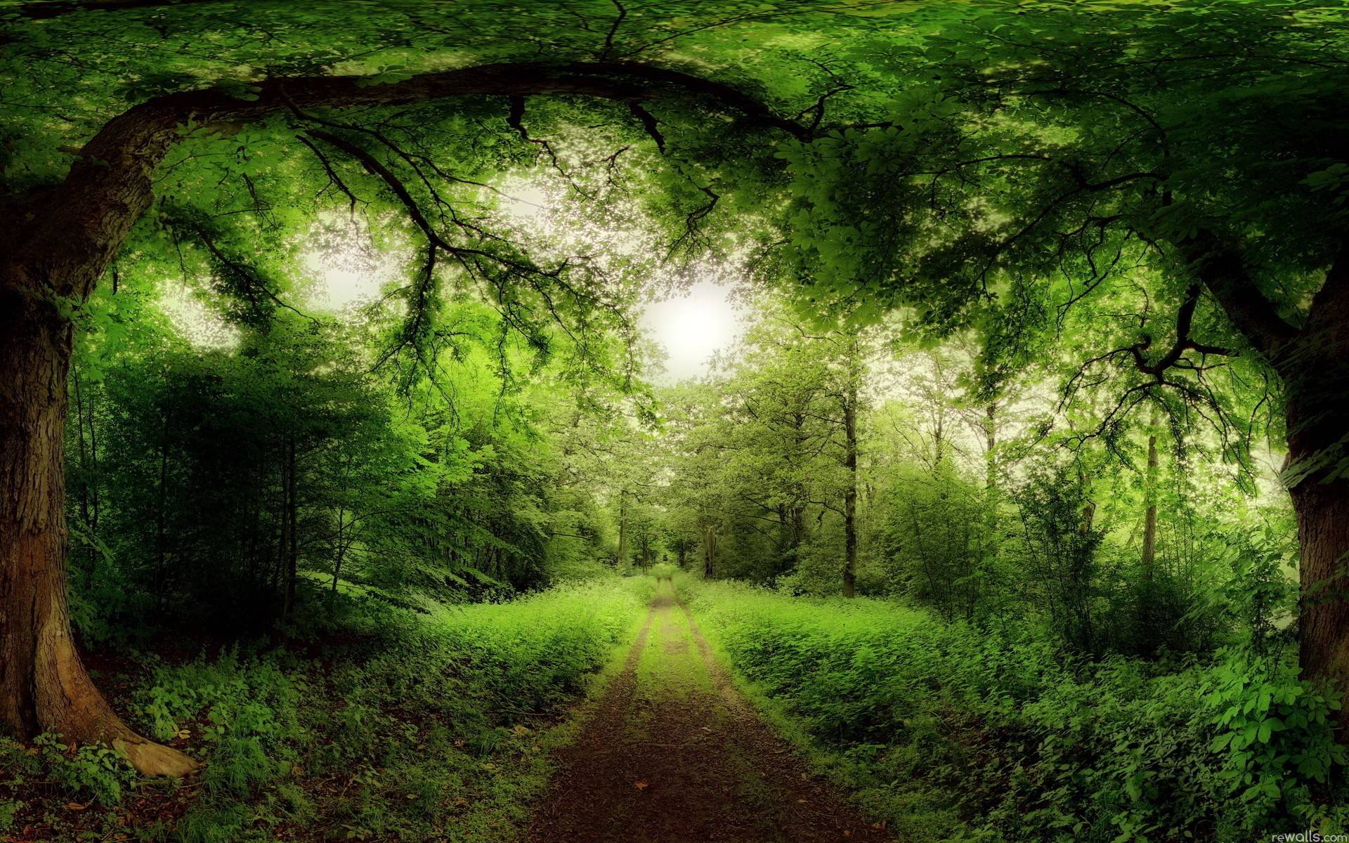 Earth   Forest Wallpaper