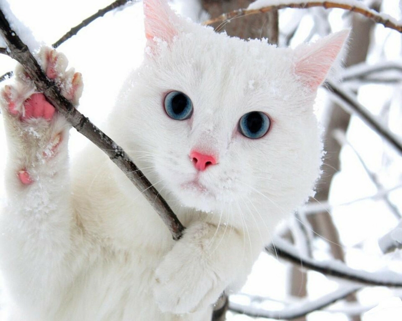 Winter Cats Blue Eyes Animals Snow White Wallpaper
