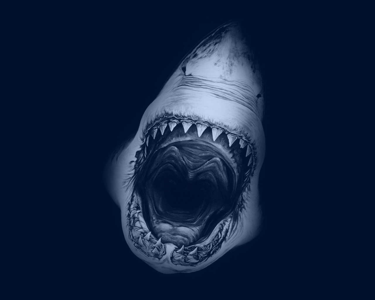 Free download 1280x1024 Great White Shark desktop PC and ...