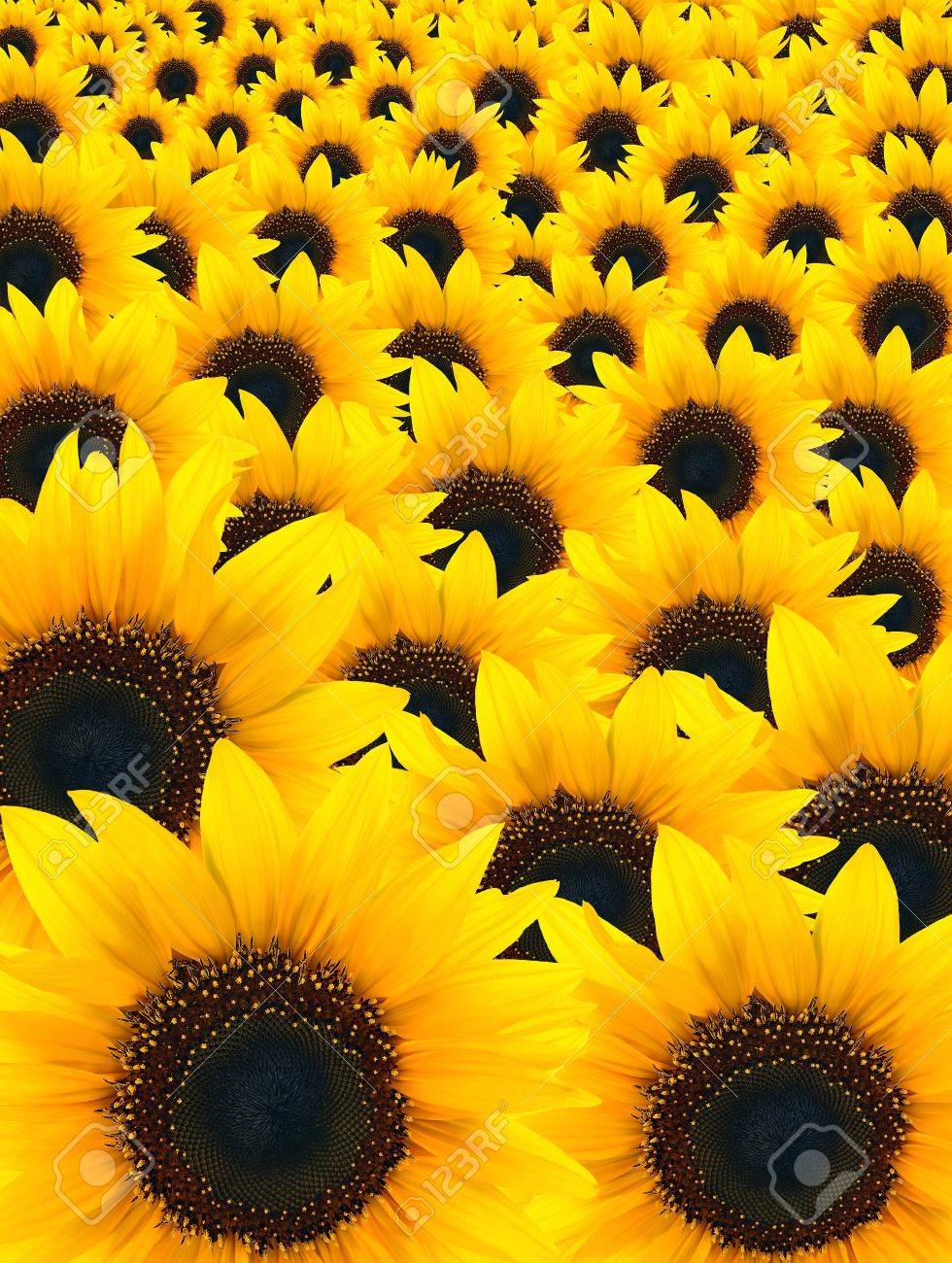 Beautiful Sunflower Background Stock Photo Picture And Royalty