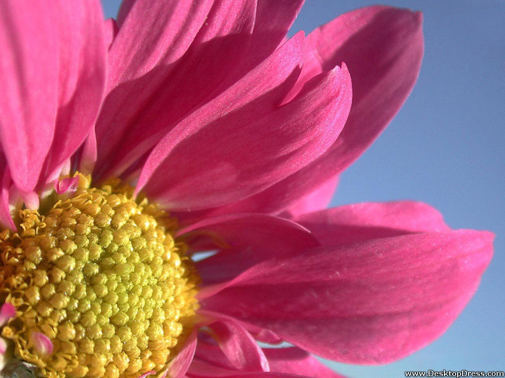 Desktop Wallpapers Flowers Backgrounds A Big Pink Gerbera Daisy