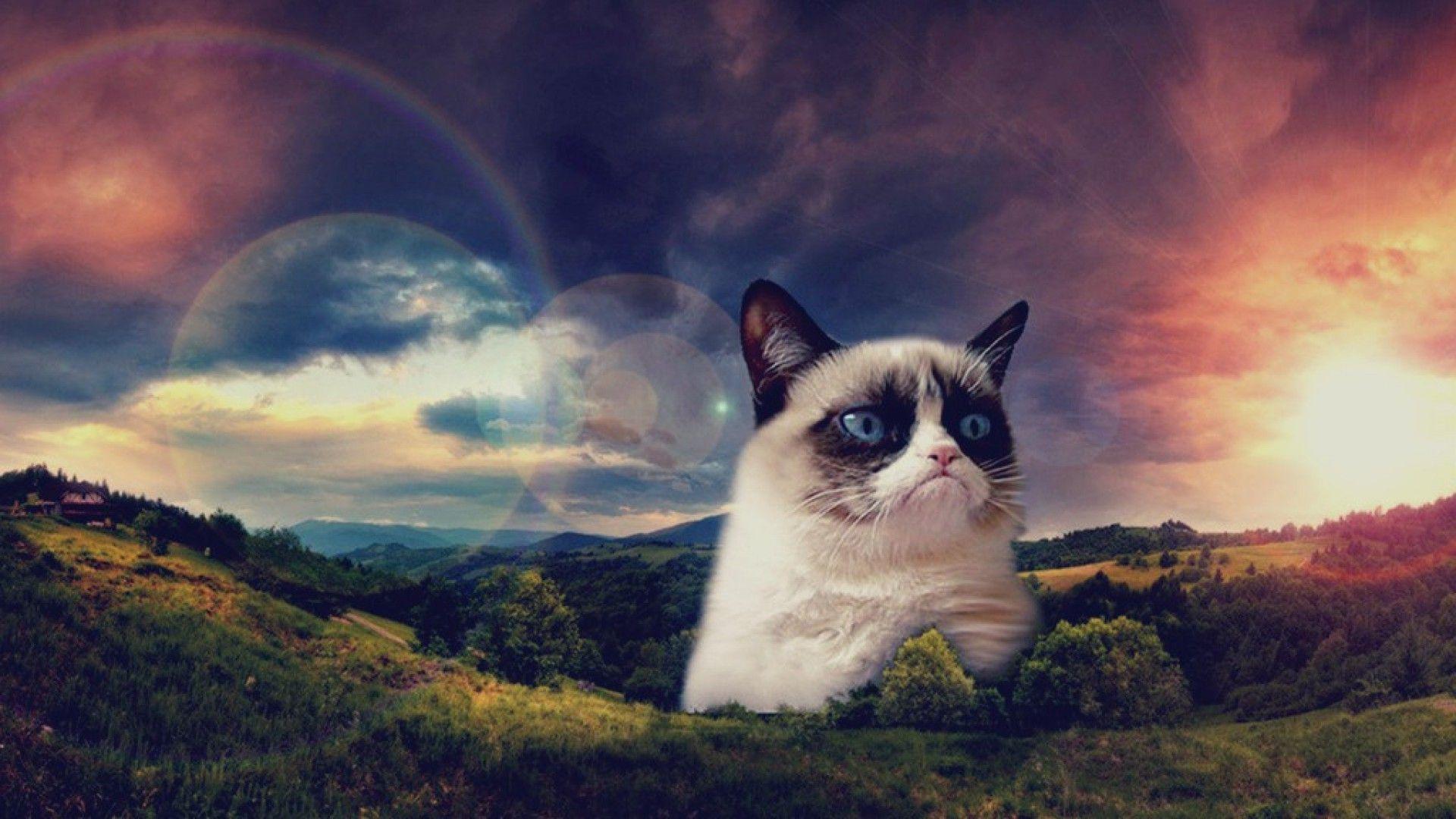 Grumpy Cat Wallpaper Top