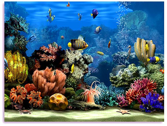 3d Aquarium Screensaver Operating System Os Windows Vista