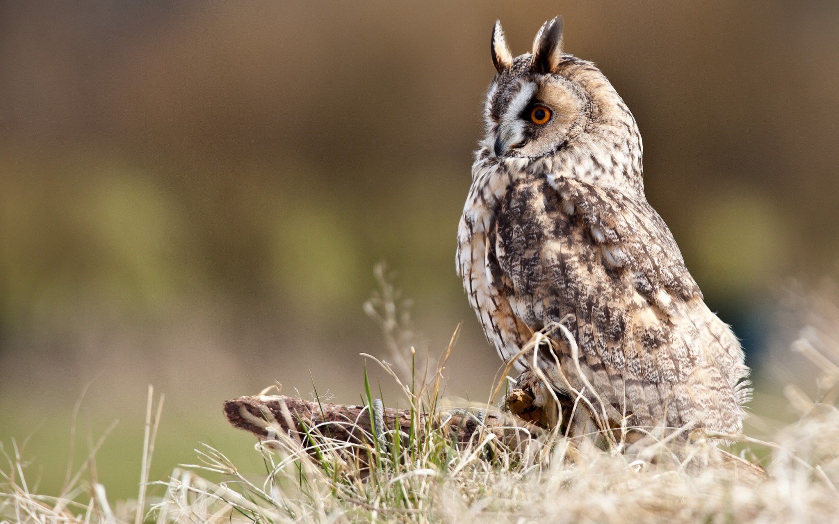 Owls Owlet Baby Birds Wallpaper High Resolution