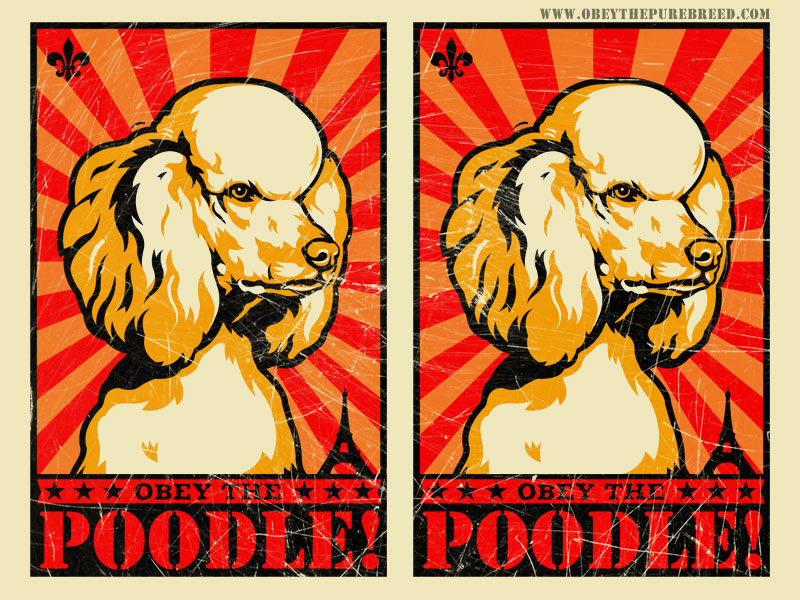 Obey Propaganda Wallpaper Obeythepurebreed Poodle Html