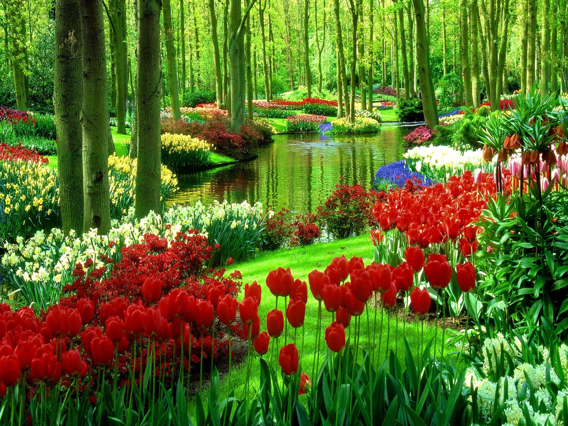 Wallpaper Summer Flower Beautiful Garden Picture