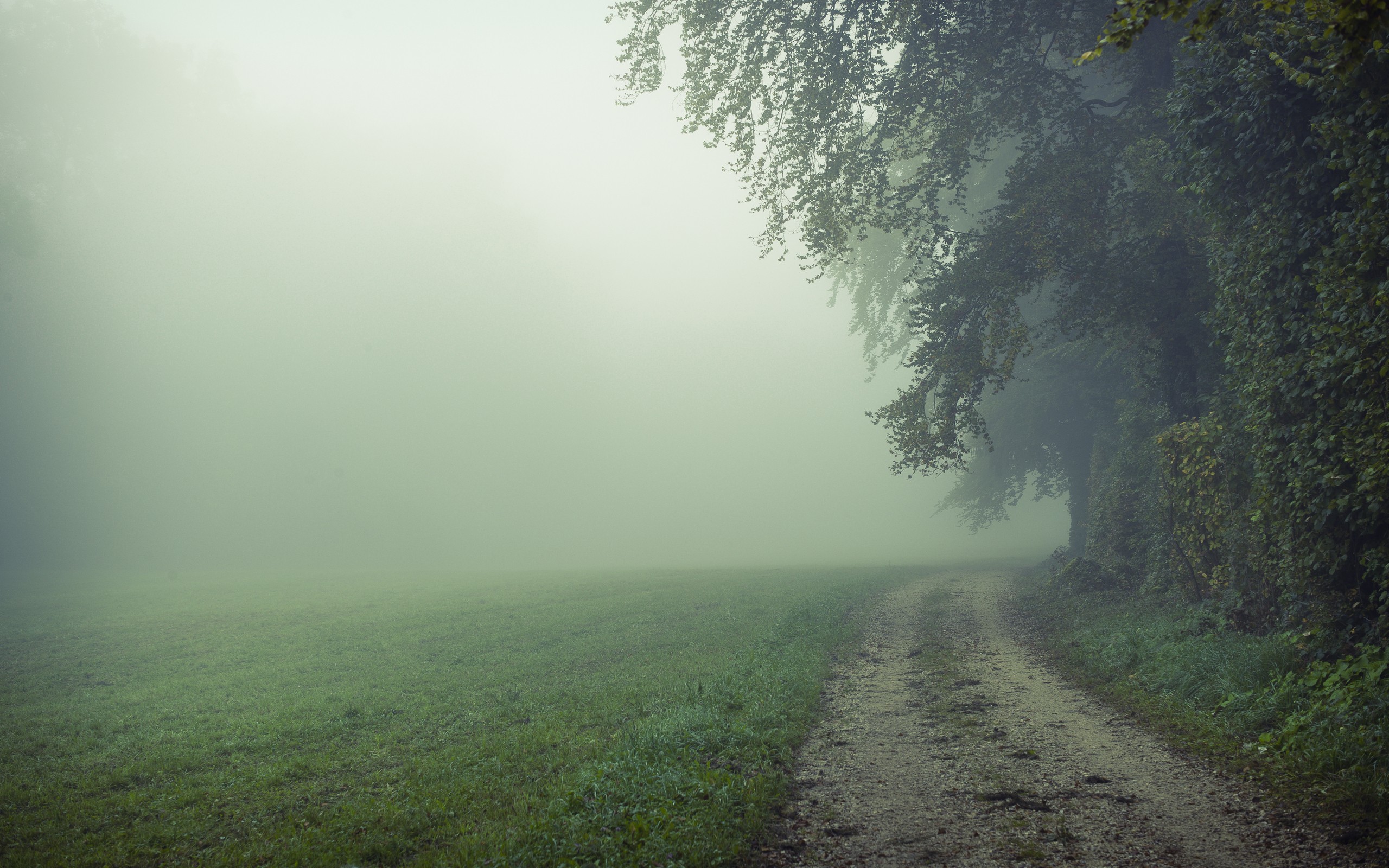 Foggy Field HD Wallpaper