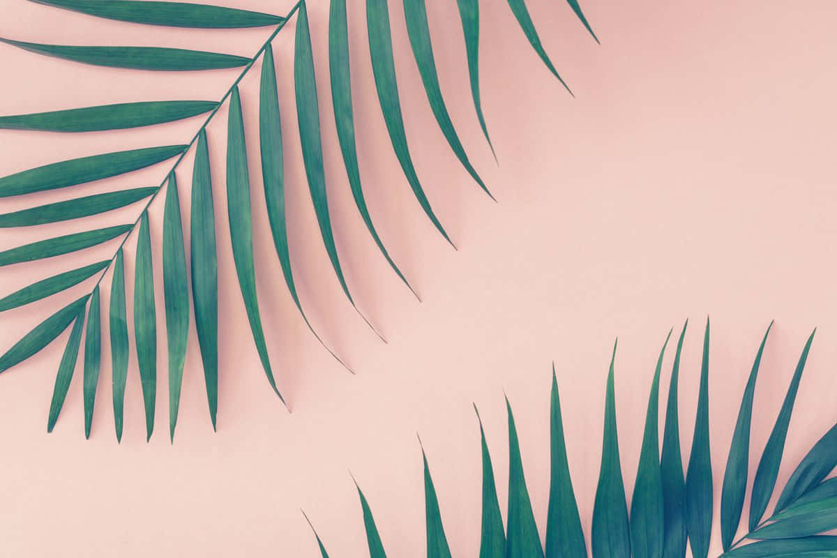 Relax And Enjoy Nature S Beauty With Aesthetic Palm Leaves Wallpaper