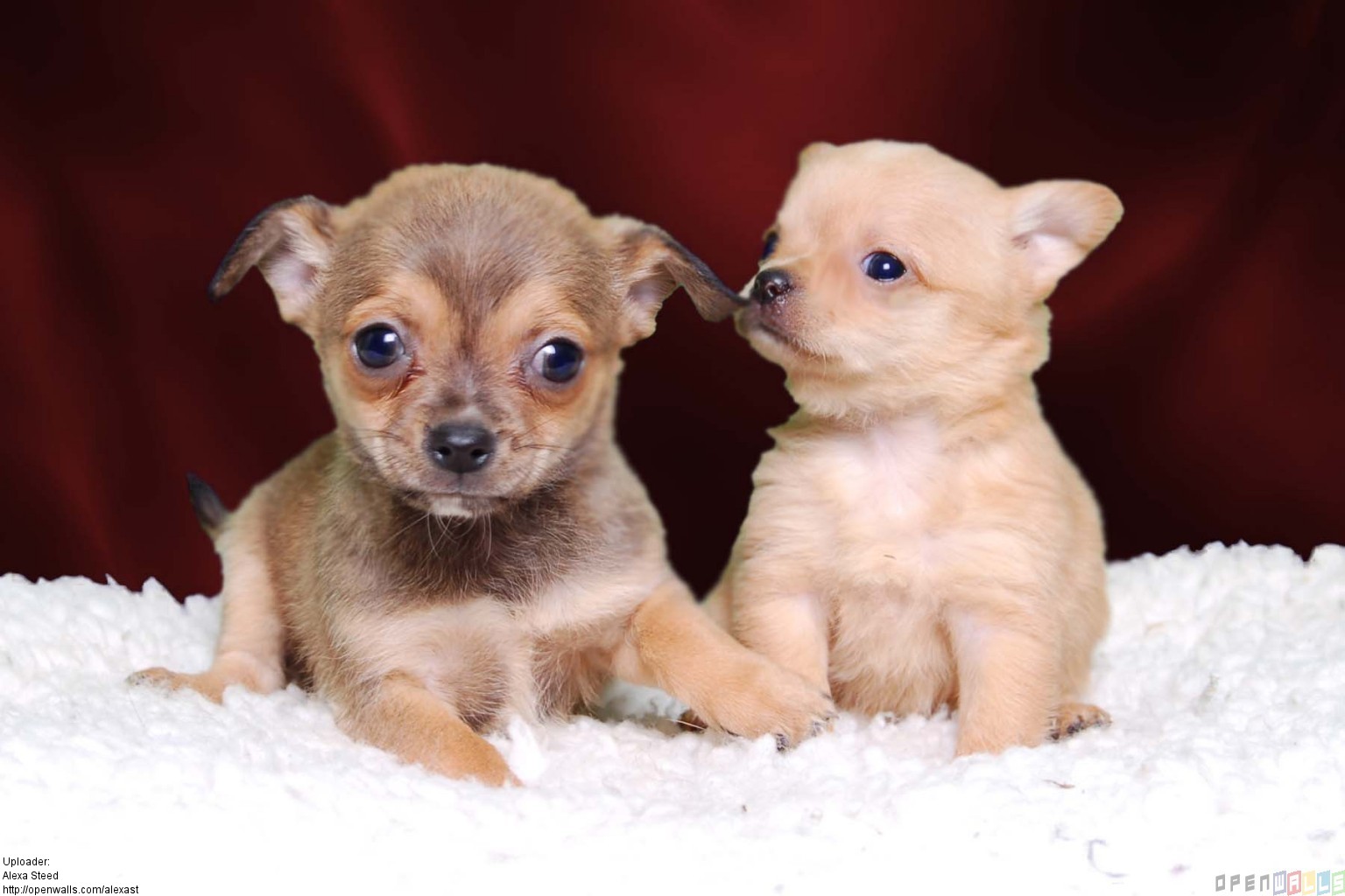 Alexast Licence Category Creatures Tags Chihuahua Puppies Puppy Dogs