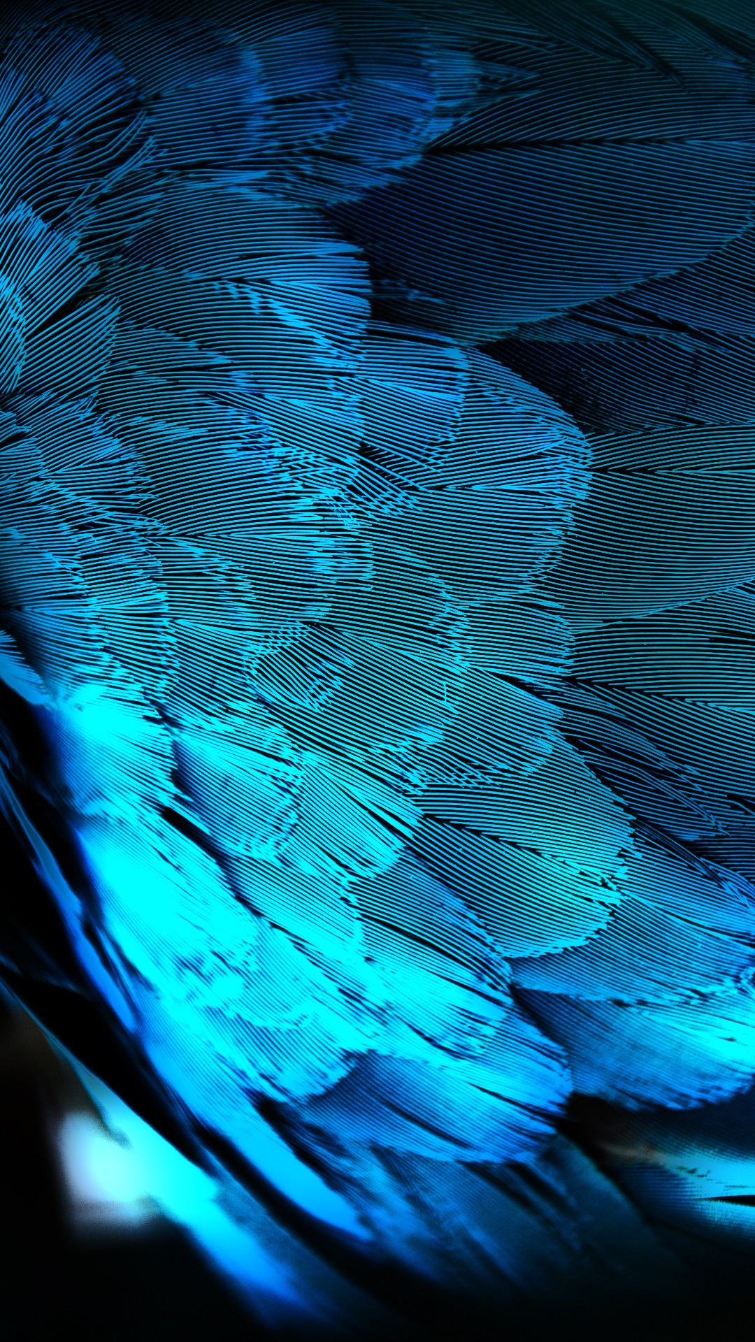 Blue Peacock Feathers iPhone Plus HD Wallpaper