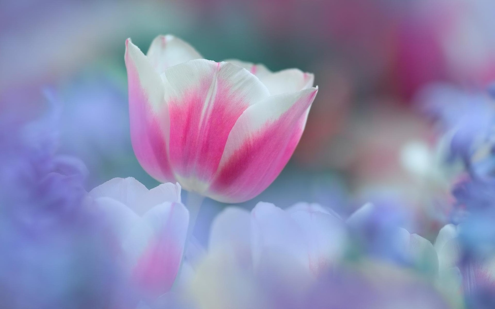 White Tulip Wallpaper HD In Flowers Imageci